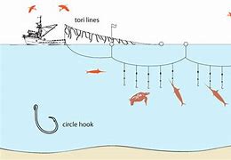 Image result for Long Line Fish