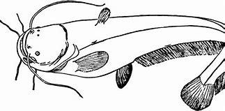 Image result for Catfish Clip Art Black and White