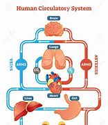 Image result for Circulatory System Blood Flow Diagram