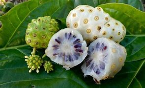 Image result for Noni Morinda Citrifolia