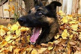 Image result for Funniest German Shepherds