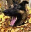 Image result for Funniest German Shepherds