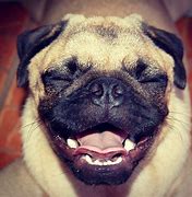 Image result for Smile Dog Cute