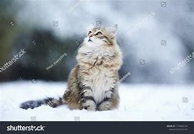 Image result for Snow On Cat Stunning