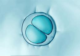 Image result for Dividing Cell Drawig