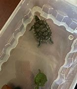 Image result for Turtle Growth Chart