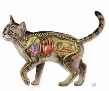 Image result for Cat with Human Body