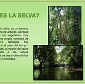 Image result for Caracteristicas De La Selva