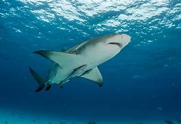 Image result for Lemon Shark and Pilot Fish