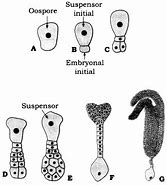 Image result for Dicot Embryo Development