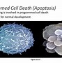 Image result for Embryonic Cell Division