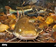 Image result for African Fish with Whisker