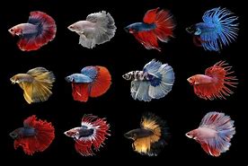 Image result for Betta Fish Name Blue and Red