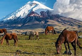 Image result for Cotopaxi National Park