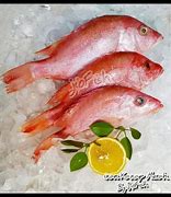 Image result for Ikan Laut Warna Hijau