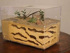 Image result for Ant Farm Pet