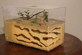 Image result for Real Ant Farm