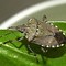 Image result for Stink Bug Catcher