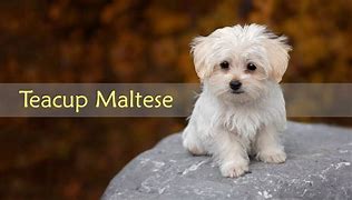 Image result for Black Teacup Maltese