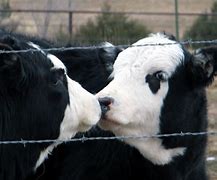 Image result for Cows Kissing