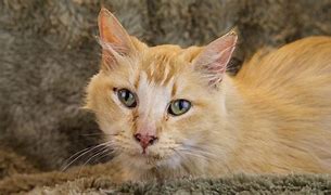 Image result for Hyperthyroid Cat