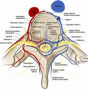 Image result for Thoracic Spinal Nerves