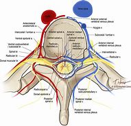 Image result for Thoracic Spinal Nerves Chart