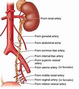 Image result for Ureter Blood Supply