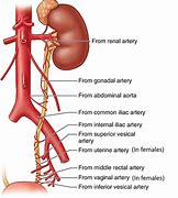 Image result for Abdominal Ureter