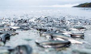 Image result for Ikan Capelin