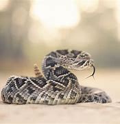 Image result for Cat Snake Bite