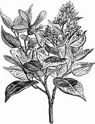 Image result for Camphor Tree Top View Drawing