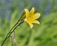 Image result for Lily Flower Petals