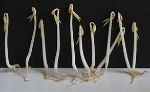 Image result for Grow Mung Bean Sprouts at Home