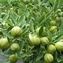 Image result for Kumquat Citrus Fruit Tree