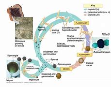 Image result for Chytridiomycota Characteristics