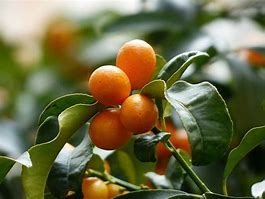 Image result for Tropical Asian Fruit Kumquat