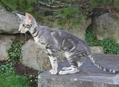 Image result for Classic Swirls Tabby