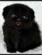 Image result for Scottish Fold Munchkin