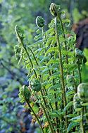 Image result for Athyrium Fern Seeds