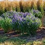 Image result for Landscape Shrubs and Bushes