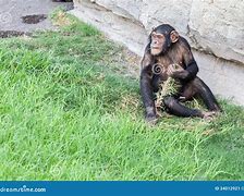 Image result for Chimpanzee Eating Grass