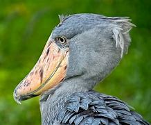 Image result for Shoebill Pokemon