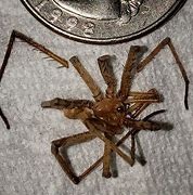 Image result for Mojave Desert Spiders