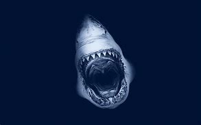 Image result for Nervous Shark