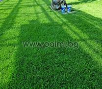 Image result for Zoysia Grass Lawn