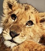 Image result for Starved Lion