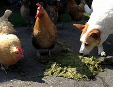 Image result for Duckweed for Chickens