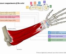 Image result for Anatomy of Extensor Tendon