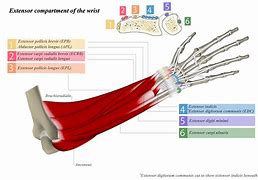 Image result for Common Extensor Tendon Anatomy